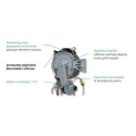 Dujinis kondensacinis katilas ITALTHERM Time Max 35 su integruotu 60 l katiliu